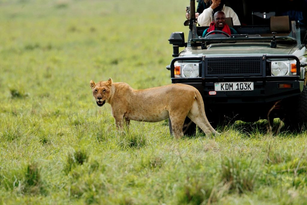 Serengeti vs Masai Mara: Which African Safari Is Best for You?