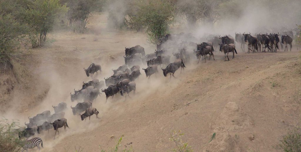 Great Migration Calendar