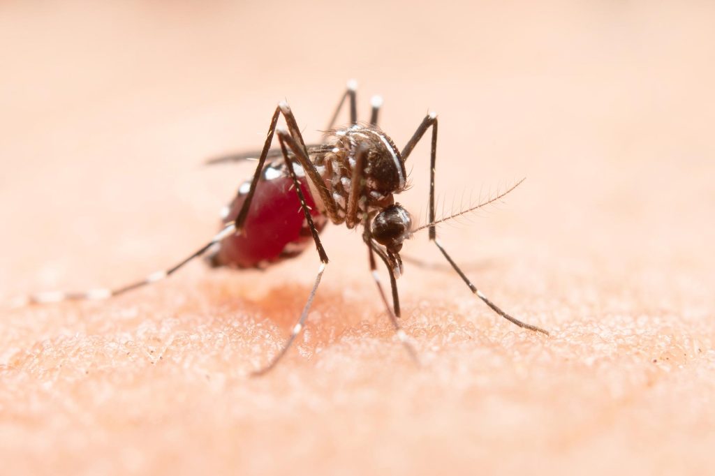 Tanzania Malaria Guide for Travelers
