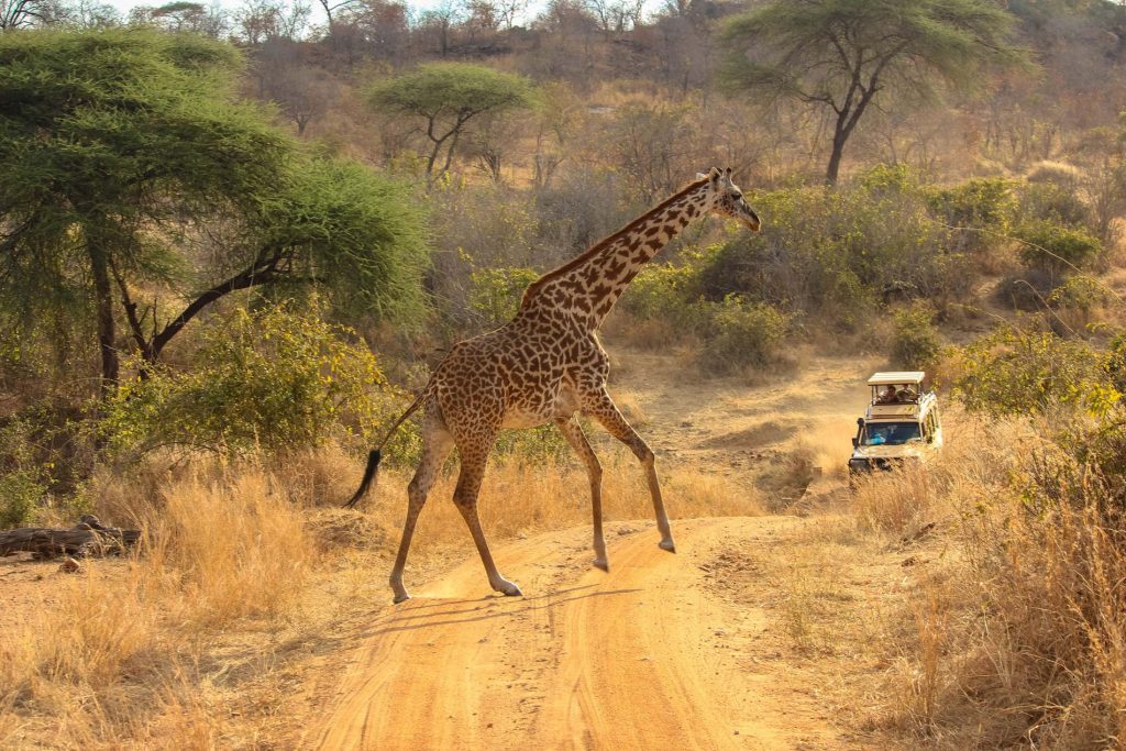 Tanzania Safari Cost: Complete Guide to Planning Your Dream Safari